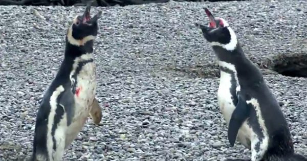 Πιγκουίνος γυρνά στη φωλιά του, βρίσκει την γυναίκα του με άλλον και χύνεται αίμα! (video)