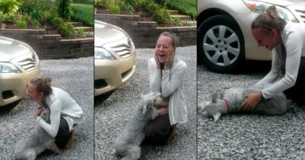 Σκύλος είδε το αφεντικό του μετά από 2 χρόνια και … λιποθύμησε από την χαρά του (βίντεο)