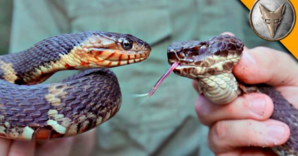 Δείτε τις βασικές διαφορές ανάμεσα σε ένα δηλητηριώδες φίδι και ένα μη δηλητηριώδες! (video)