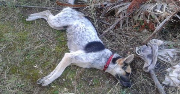 Χαλκιδική: Κτηνώδης συμπεριφορά από αγνώστους που σκότωσαν τα αδέσποτα σκυλιά με φόλες (φωτό)