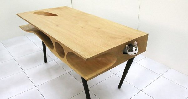 Καινοτόμο τραπέζι επιτρέπει στις γάτες να παίζουν ενώ ταυτόχρονα άνθρωποι το χρησιμοποιούν για να δουλεύουν