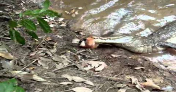Συγκλονιστικό βίντεο: Kροκόδειλος δάγκωσε ηλεκτροφόρο χέλι και πέθανε!