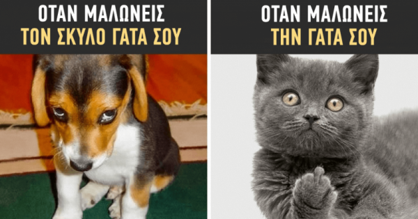 13 φωτογραφίες που αποδεικνύουν ότι οι σκύλοι και οι γάτες είναι από διαφορετικούς κόσμους