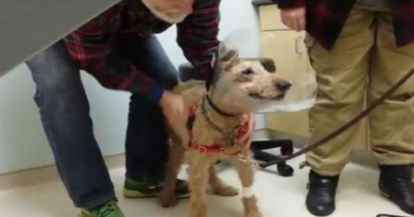 Tυφλός σκύλος βλέπει την οικογένειά του για πρώτη φορά! Δείτε πως αντιδρά (βίντεο)