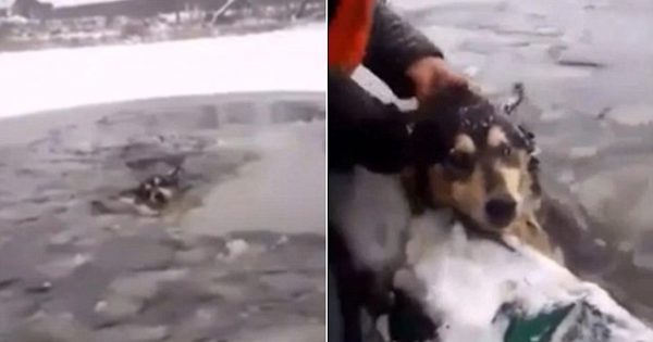 Η συγκλονιστική στιγμή που δύο περαστικοί σώζουν έναν σκύλο που πνίγεται στη παγωμένη λίμνη!