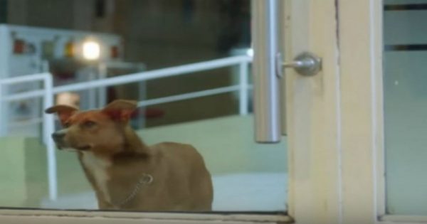 Θα κλάψετε: Η πιο συγκινητική διαφήμιση που έχετε δει με σκύλο (βίντεο)