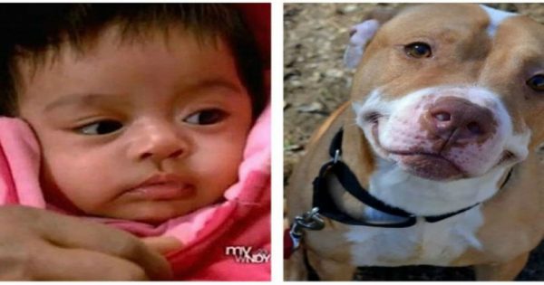 Σκύλος-ήρωας έσωσε το μωρό και τη μάνα από τους οπλισμένους κλέφτες!