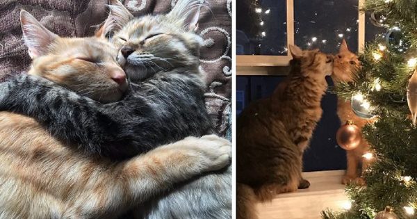 Αυτές οι δύο γάτες αγαπιούνται τόσο πολύ που δεν μπορούν να κρύψουν άλλο τα αισθήματα τους