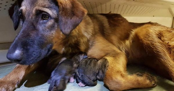 Μόσχα: Επιβάτες του μετρό βοήθησαν σκυλίτσα να γεννήσει οκτώ κουτάβια!