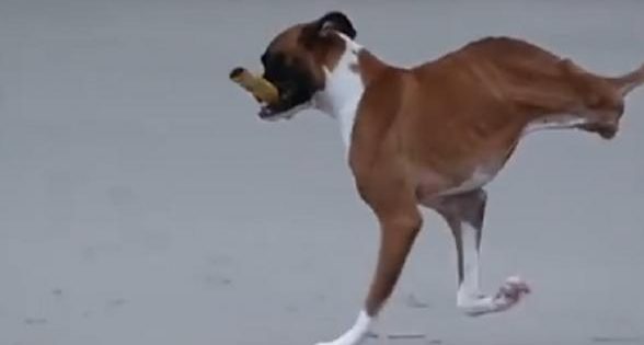 Η συγκινητική ιστορία του σκύλου με τα 2 πόδια που… πέθανε δύο φορές! (video)