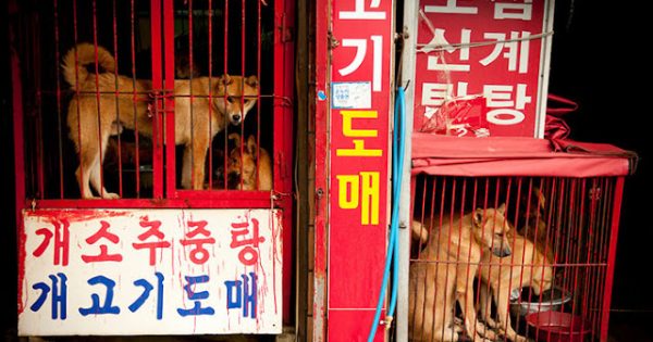 Κλείνει επιτέλους μια από τις μεγαλύτερες αγορές κρέατος από σκύλους στη Νότια Κορέα