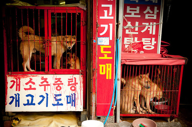 dog-meat-market-shut-down-south-korea-4