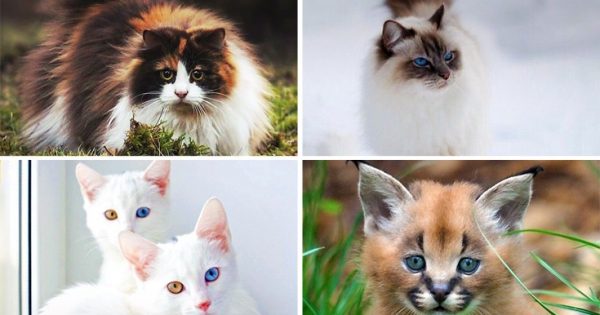 Όμορφες και… άσχημες γάτες που κοστίζουν μια περιουσία