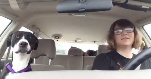 Ήταν στο αυτοκίνητο με τον σκύλο της όταν άκουσε το Αγαπημένο της τραγούδι στο ράδιο. Προσέξτε τώρα τι θα κάνει ο σκύλος!