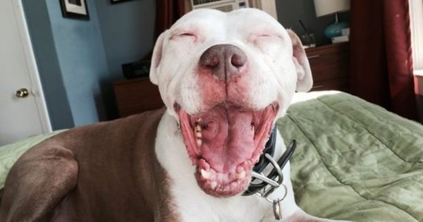 Το σκυλάκι που έγινε Viral επειδή είναι ευτυχισμένο (εικόνες, βίντεο)