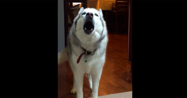 Τι κάνει ένας σκύλος που το αφεντικό του θέλει να τον βγάλει με το ζόρι για βόλτα; Δείτε το ξεκαρδιστικό βίντεο και θα καταλάβετε!