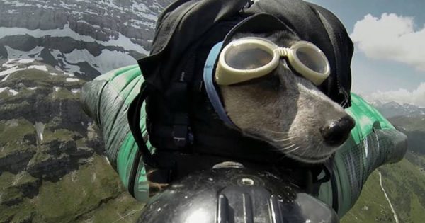 Ο πρώτος σκύλος που κάνει Base jumping (βίντεο)