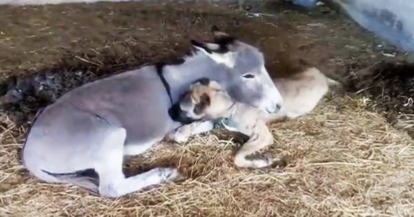 ΣΥΓΚΛΟΝΙΣΤΙΚΟ: Ανάπηρο σκυλάκι που υποφέρει από φριχτούς πόνους βρίσκει παρηγοριά στην αγκαλιά ενός γαϊδουριού!