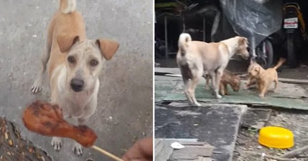 Όταν είδε ότι η πεινασμένη σκυλίτσα πήρε μαζί το φαγητό της αποφάσισε να την ακολουθήσει. Αυτό που αντίκρισε τον έκανε να δακρύσει!