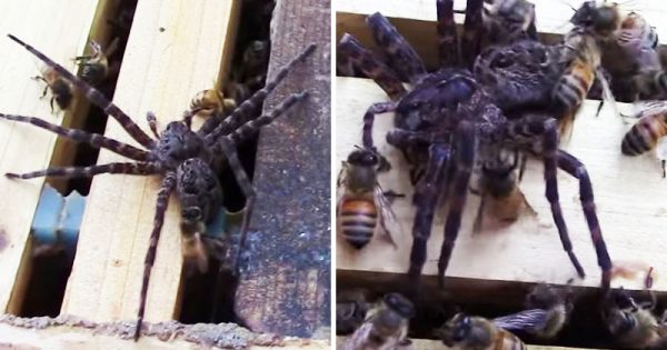 Η αράχνη εισέβαλε στη κυψέλη για να φάει το μέλι… Μεγάλο λάθος! Δείτε τι της έκαναν οι μέλισσες!