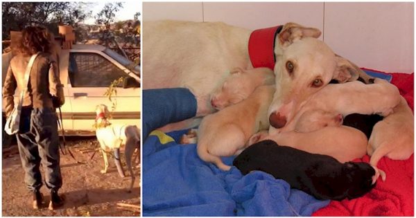 ΘΑ ΔΑΚΡΥΣΕΤΕ: Πεινασμένη σκυλίτσα με σπασμένο πόδι περπατάει χιλιόμετρα για να οδηγήσει τους ανθρώπους στα κουταβάκια της
