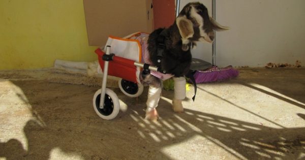 Με αναπηρικό αμαξίδιο το παράλυτο κατσικάκι κάνει βόλτες και απολαμβάνει τη νέα του ζωή
