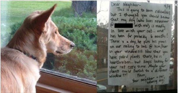 Ο σκύλος του κοιτούσε καθημερινά για ώρες απορροφημένος έξω από το παράθυρο, τότε έγραψε στον γείτονα του το κατάλληλο σημείωμα που έλυνε το «μυστήριο»