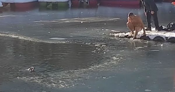 Απελπισμένος σκύλος παλεύει για τη ζωή του στα νερά μιας παγωμένης λίμνης. Τότε ένας γενναίος άνδρας βουτάει στο παγωμένο νερό και τολμάει το απίστευτο.