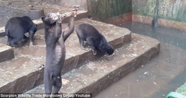 Βίντεο: Σκελετωμένα αρκουδάκια σε ζωολογικό κήπο ικετεύουν τους επισκέπτες για λίγο φαγητό