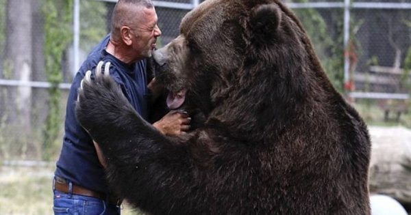 Ο Jimbo είναι ο πιο γλυκός αρκούδος που έχουμε δει! (εικόνες, βίντεο)