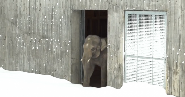Το χιόνι σκέπασε τον ζωολογικό κήπο. Όταν ένας υπάλληλος πήγε να ελέγξει τα ζώα, Πάγωσε με αυτό που αντίκρισε!