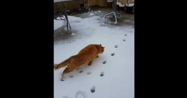 Γάτα στη Λέσβο βλέπει για πρώτη φορά χιόνι στη ζωή της! (βίντεο)