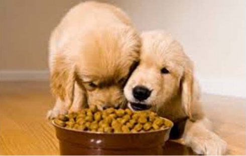 Οι σκύλοι μοιράζονται την τροφή τους σε δύσκολες καταστάσεις!