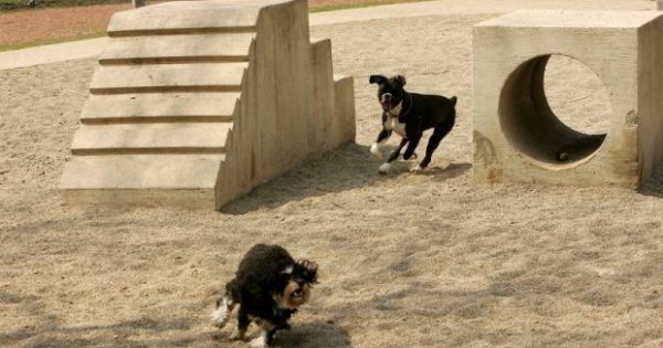 Ίλιον: Ο δήμος ετοιμάζει δύο πάρκα για σκύλους με ειδικά όργανα γυμναστικής