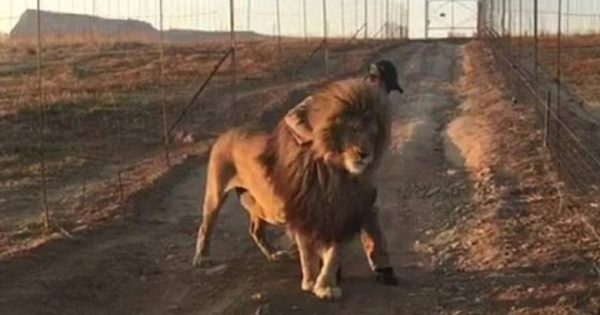 Όταν το λιοντάρι γίνεται …αρνάκι: Περπατά μόνο όταν το χαϊδεύουν (Vid)