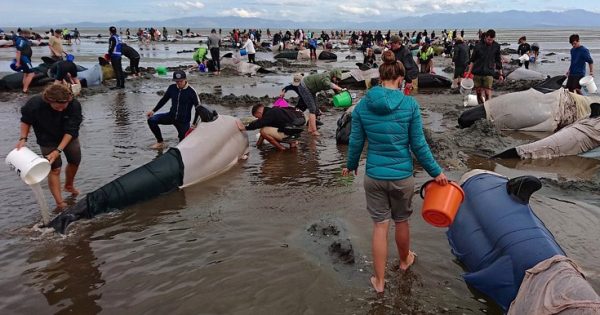 Μάχη για να σωθούν εκατοντάδες μαυροδέλφινα στη Νέα Ζηλανδία