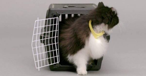 Βίντεο: Το χάι τεκ κολάρο που κάνει τη γάτα σου να «μιλάει»