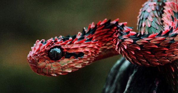 Τα πιο επικίνδυνα φίδια του κόσμου