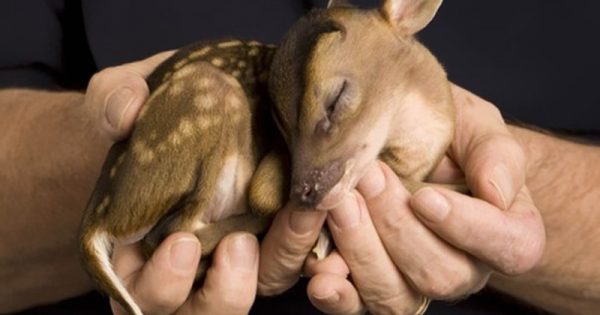 Γλυκύτατα νεογέννητα ζώα που θα… κάψουν καρδιές!