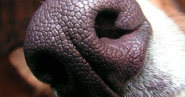 Γνωρίζατε ότι η μύτη του σκύλου είναι ό,τι τα δακτυλικά αποτυπώματα για τον άνθρωπο;