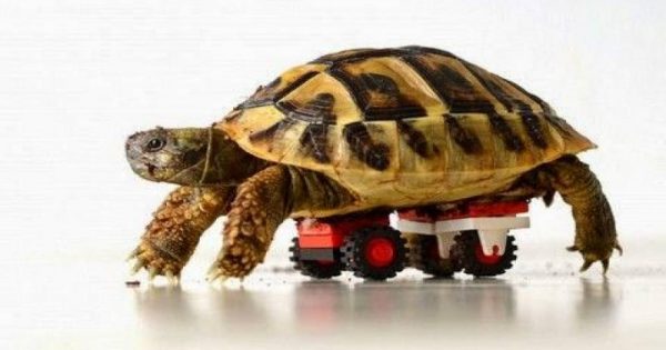 Απίστευτο: Ανάπηρη χελώνα ξαναπερπατά με ρόδες από Lego! (βίντεο)