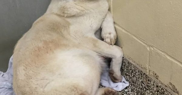 Έγκυος σκυλίτσα που διασώθηκε από σφαγείο ήταν τόσο τρομαγμένη που δεν άφηνε κανέναν να την αγγίξει
