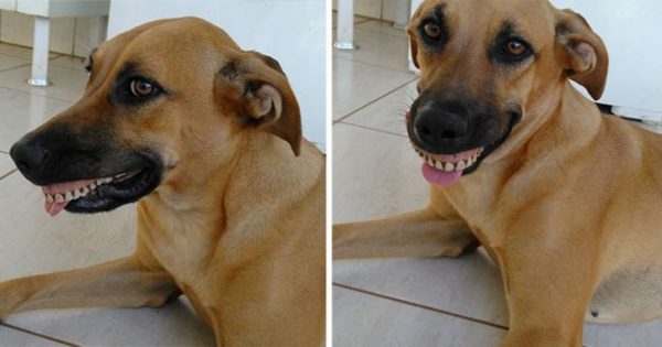 Ιδιοκτήτης σκύλου βρίσκει την σκυλίτσα του με ένα ‘νέο’ χαμόγελο και ξεκαρδίζεται στα γέλια
