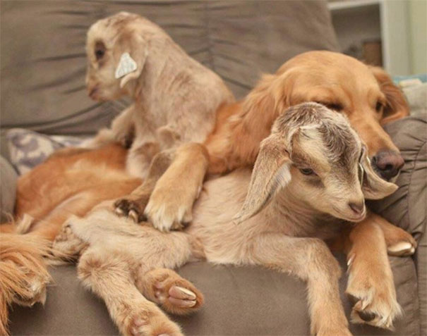 Σκύλος σκύλοι Σκυλίτσα νομίζει ότι αυτά τα κατσικάκια είναι παιδιά της και δεν μπορεί να σταματήσει να τα αγκαλιάζει σκυλίτσα κατσίκι κατσικάκια κατσικάκι 