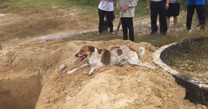 Σκύλος ακολουθεί την πομπή που μεταφέρει την νεκρή φίλη του για 3 χιλιόμετρα ώστε να πει αντίο Σκύλος σκύλοι 