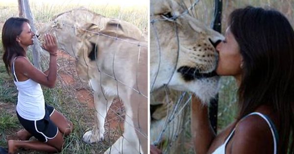 Βίντεο: Η νεαρή Ινδή που φιλάει λιοντάρια