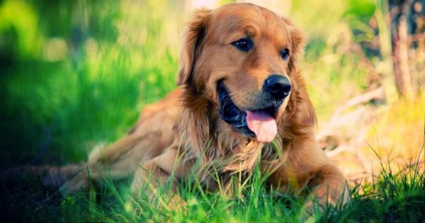 Πως να προστατέψετε τον σκύλο σας από σκνίπες, ψύλλους και τσιμπούρια