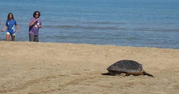 ΑΙΣΧΟΣ: Αποκεφάλισαν 10 θαλάσσιες χελώνες στη Νάξο