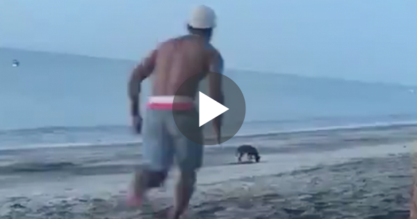 Άντρας προσπαθεί να κλωτσήσει έναν αδέσποτο σκύλο στην παραλία, αλλά στη συνέχεια παίρνει αυτό που του αξίζει