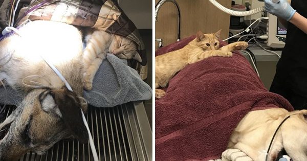 Γάτος γίνεται νοσοκόμος σε κτηνιατρική κλινική και ηρεμεί τα φοβισμένα σκυλάκια